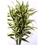 image фото Dracena green - драцена оптом купить цветы и растения из Голландии, Германии, Италии, Испании, Дании, Эквадора, Колумбии, Азии, Африки, Израиля, Китая, Тайланда, Тайваня с доставкой по Украине в: Киев, Львов, Черкассы, Кировоград, Полтава, Ровно, Днепропетровск, Запорожье, Харьков, Кривой Рог, Днепр, Одесса, Николаев, Херсон, Умань, Кропивницкий